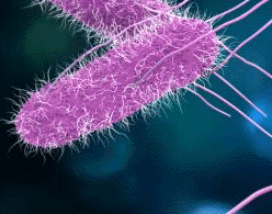 Medios de Cultivo para E.coli 
